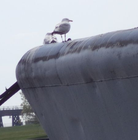 Seagull supervises crew